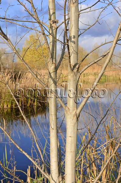 526035 - Pappel (Populus) und Schilf (Phragmites australis) an einem Teich auf den ehemaligen Rieselfeldern um Hobrechtsfelde, Berlin, Deutschland
