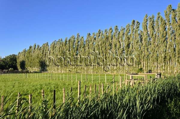 557108 - Pappeln (Populus) als Windschutz, Camargue, Frankreich