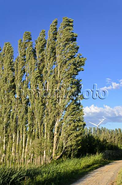 557109 - Pappeln (Populus) als Windschutz, Camargue, Frankreich