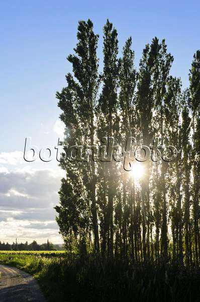 557110 - Pappeln (Populus) als Windschutz, Camargue, Frankreich