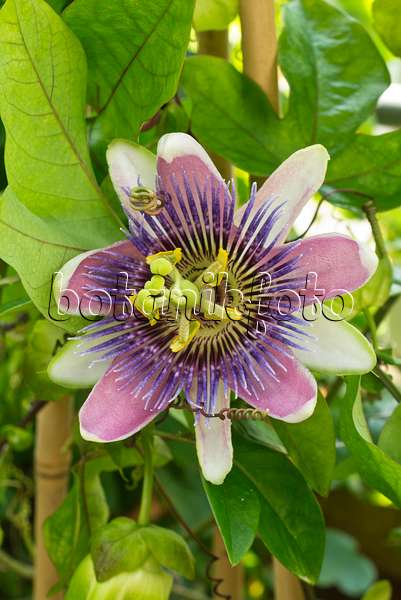 559153 - Passionsblume (Passiflora x belotii)