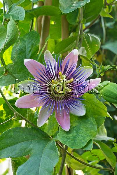 561072 - Passionsblume (Passiflora x belotii)