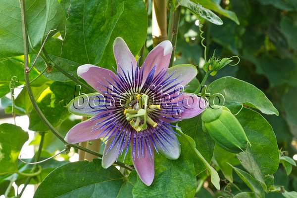 561073 - Passionsblume (Passiflora x belotii)