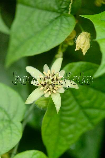 534513 - Passionsblume (Passiflora conzattiana)