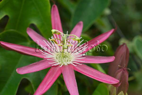 511268 - Passionsblume (Passiflora x kewensis)