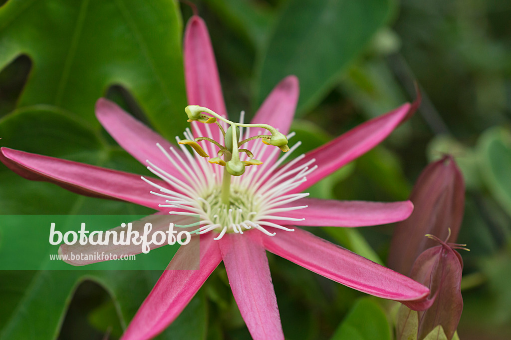 511268 - Passionsblume (Passiflora x kewensis)