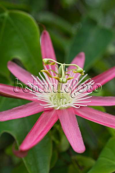 511269 - Passionsblume (Passiflora x kewensis)