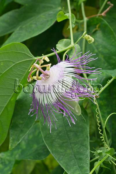 549183 - Passionsblume (Passiflora oerstedii x retipetala)