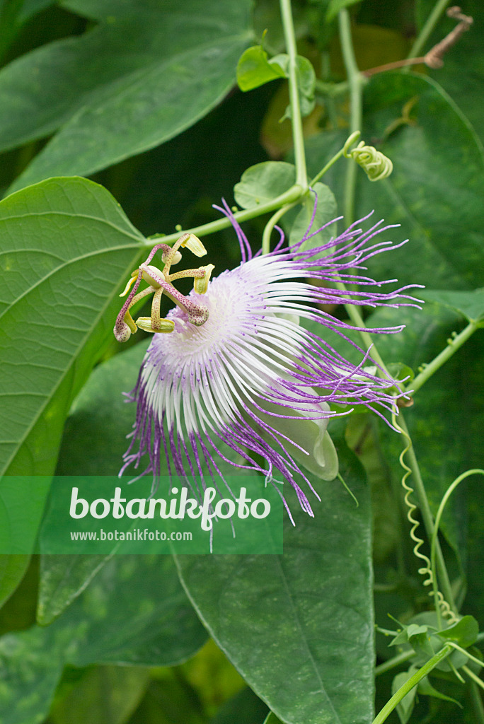 549183 - Passionsblume (Passiflora oerstedii x retipetala)