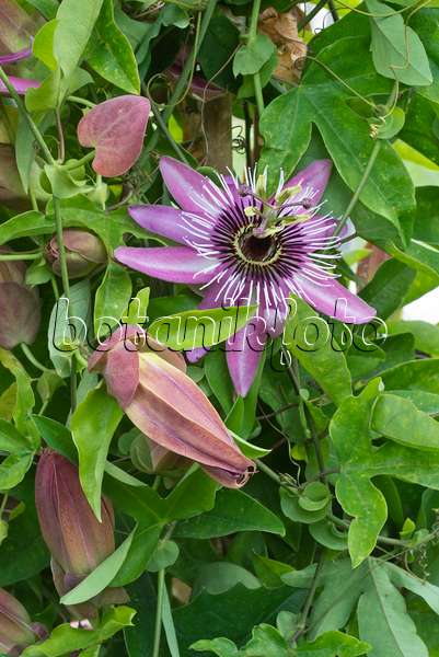 548116 - Passionsblume (Passiflora x violacea)