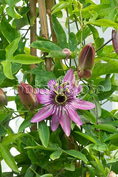 549177 - Passionsblume (Passiflora x violacea)