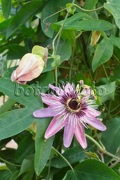 550015 - Passionsblume (Passiflora x violacea)