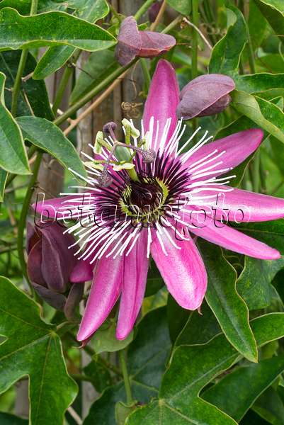 610022 - Passionsblume (Passiflora x violacea)