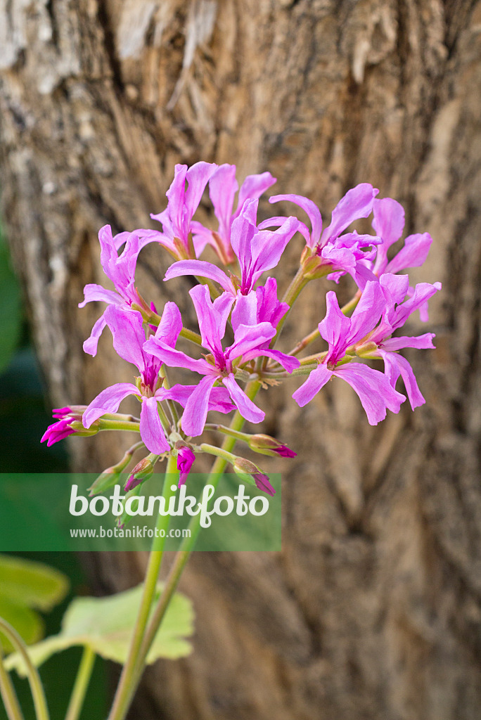 555046 - Pelargonie (Pelargonium caylae)