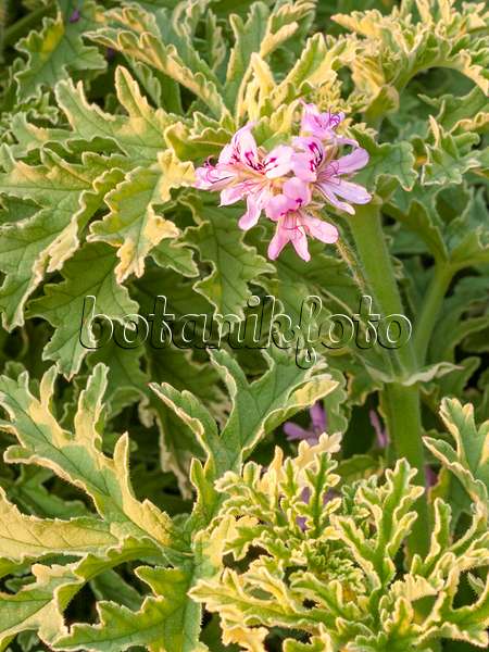 416022 - Pelargonie (Pelargonium x graveolens 'Lady Plymouth')