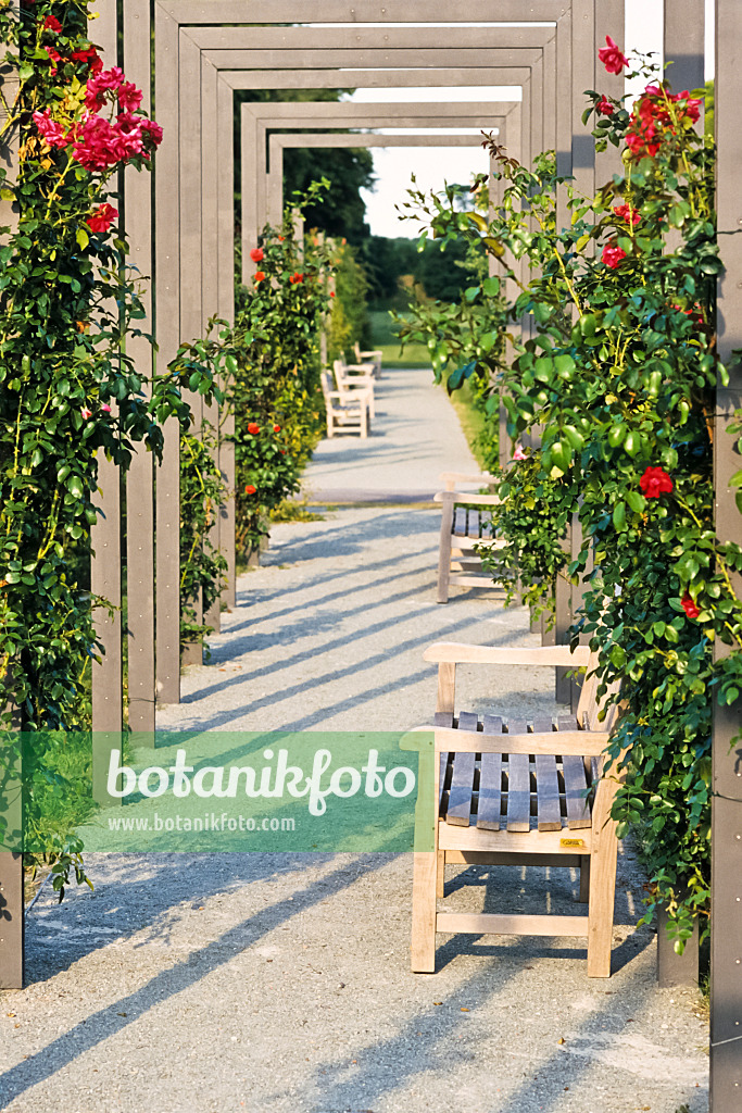 380093 - Pergola mit Rosen und Gartenbänken