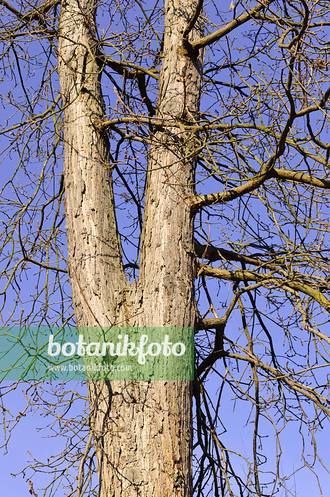 492010 - Persische Eiche (Quercus macranthera)