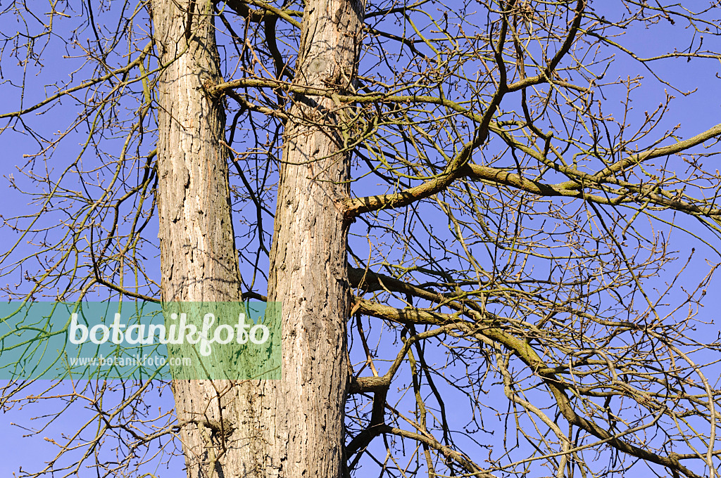 492011 - Persische Eiche (Quercus macranthera)