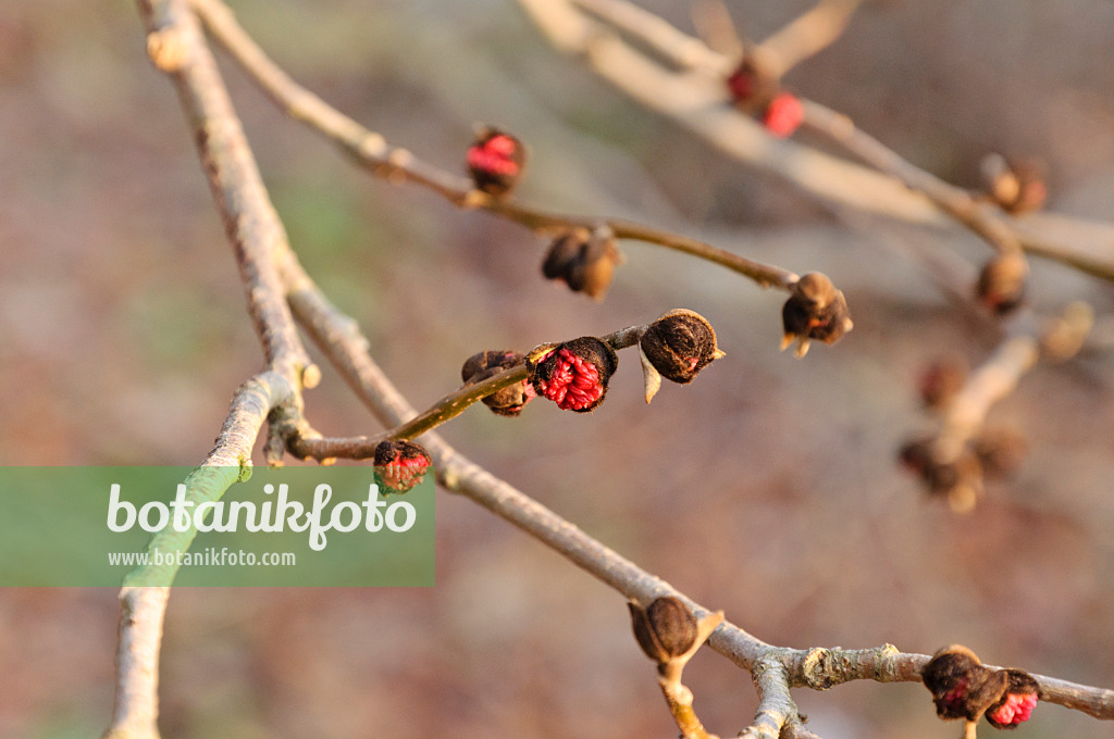 467092 - Persische Parrotie (Parrotia persica)