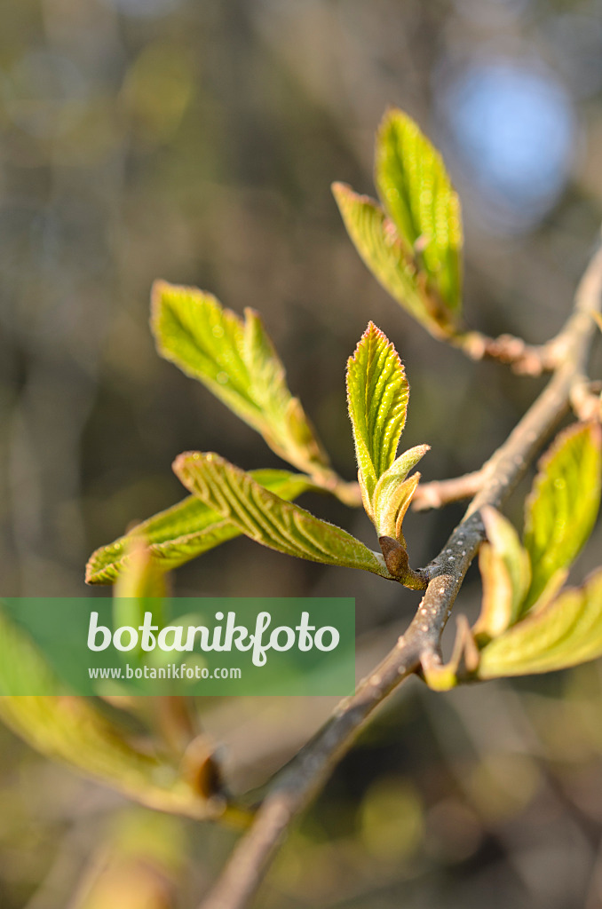 507038 - Persische Parrotie (Parrotia persica)