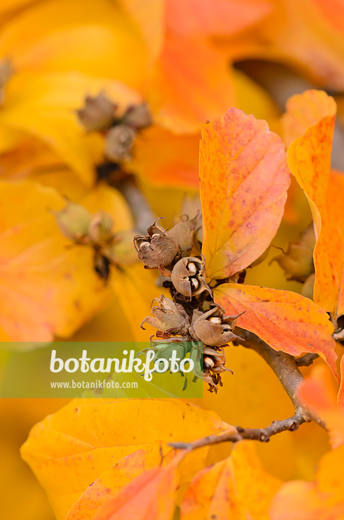 525222 - Persische Parrotie (Parrotia persica)