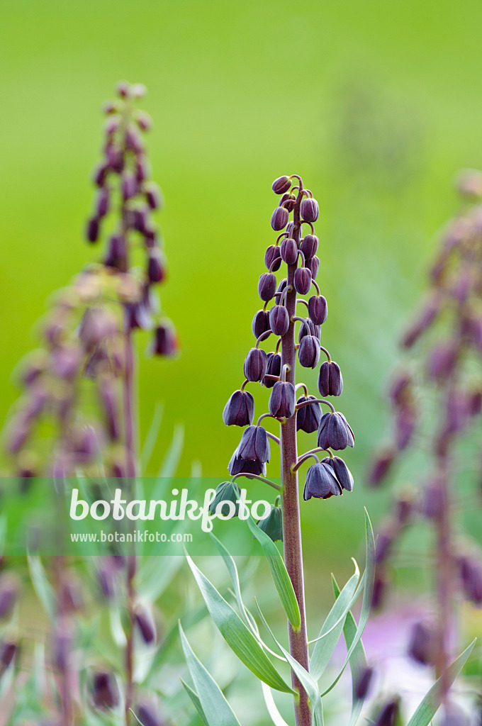 483210 - Persische Schachblume (Fritillaria persica)