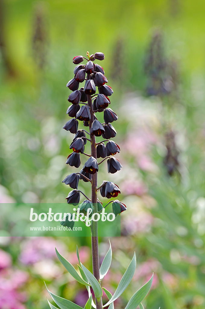 483211 - Persische Schachblume (Fritillaria persica)