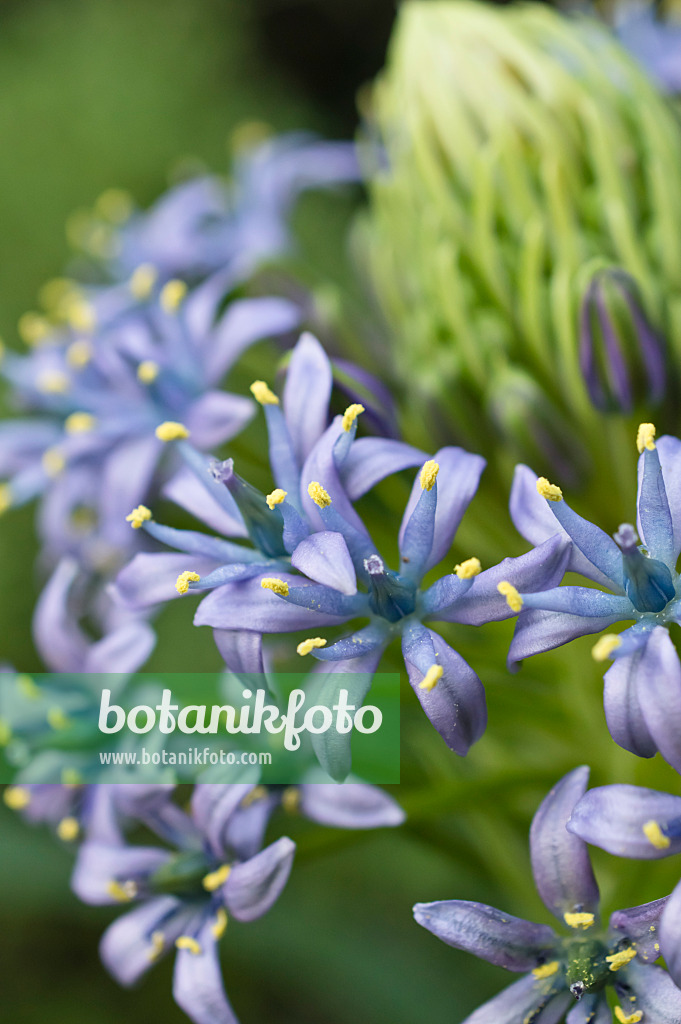 516011 - Peruanischer Blaustern (Scilla peruviana)