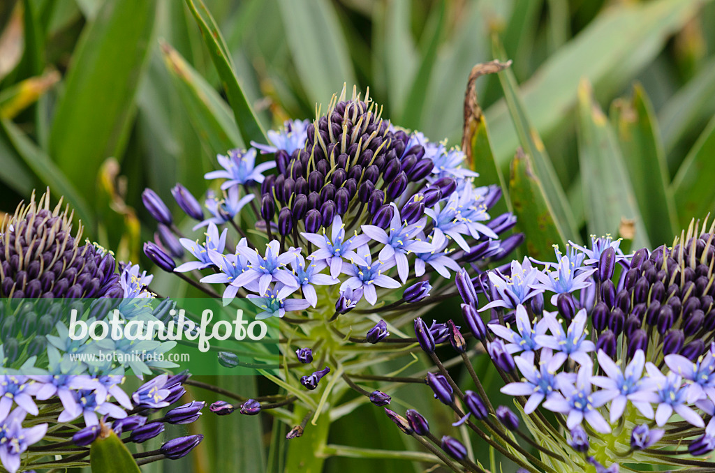 533277 - Peruanischer Blaustern (Scilla peruviana)