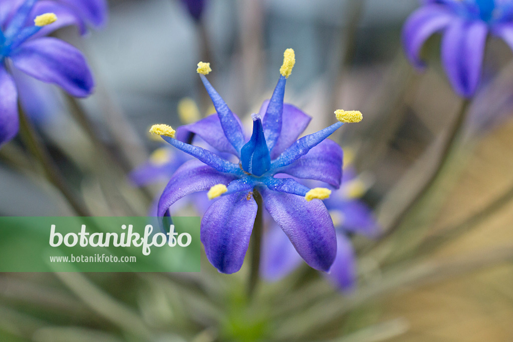 607271 - Peruanischer Blaustern (Scilla peruviana)