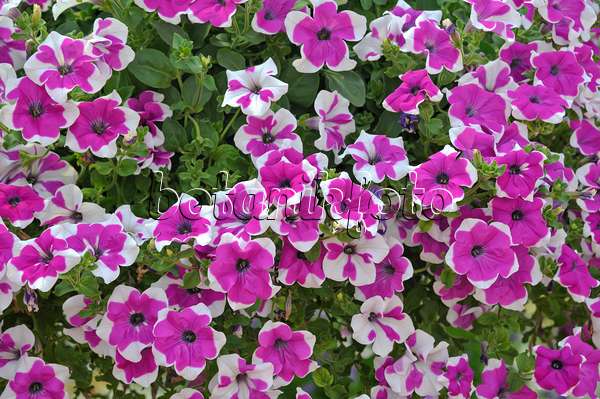 517095 - Petunie (Petunia Happytoonia Picotee Purple)