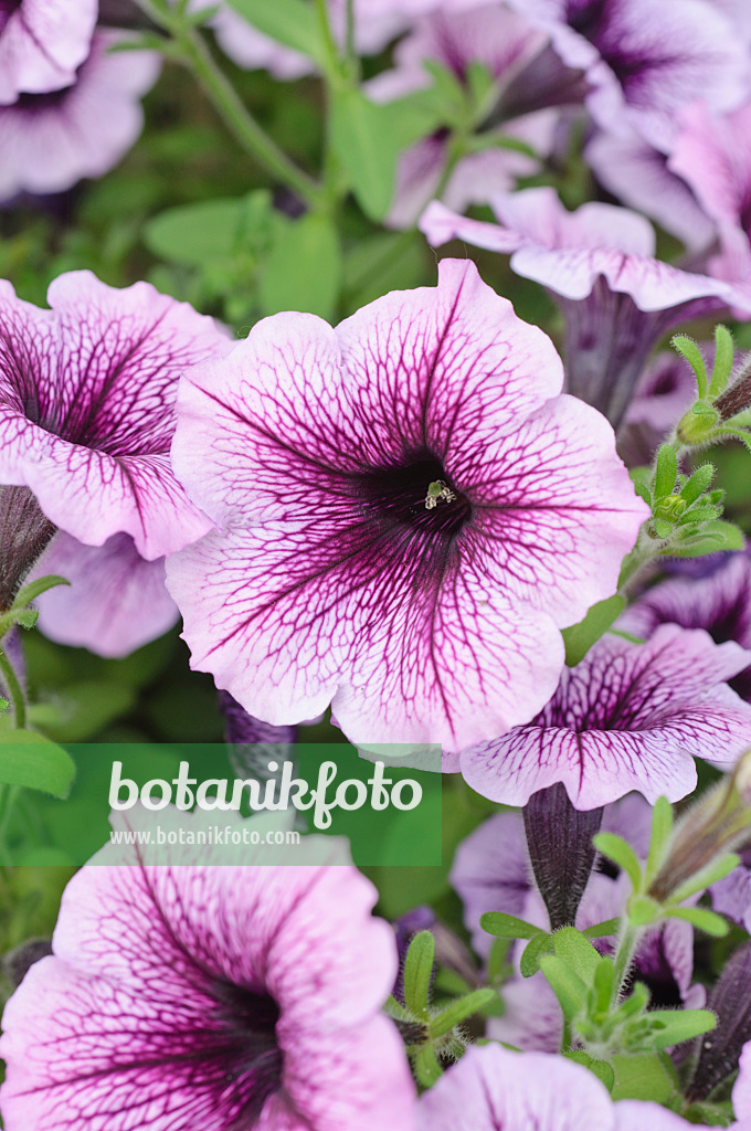 485038 - Petunie (Petunia Surfinia Purple Vein)