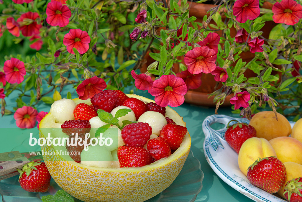 452162 - Petunien (Petunia Million Bells), Gartenerdbeeren (Fragaria x ananassa), Aprikosen (Prunus armeniaca) und Melone (Cucumis melo)