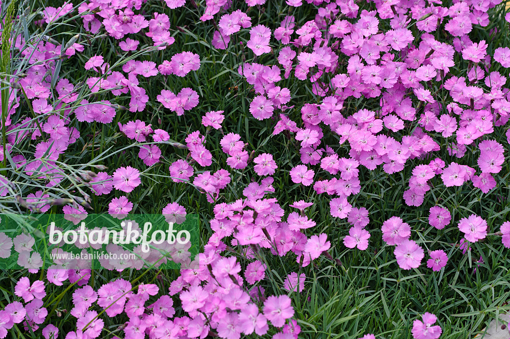 484314 - Pfingstnelke (Dianthus gratianopolitanus)