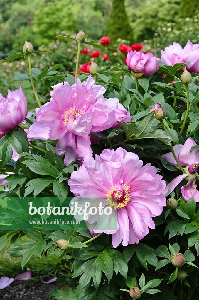 508187 - Pfingstrose (Paeonia First Arrival)