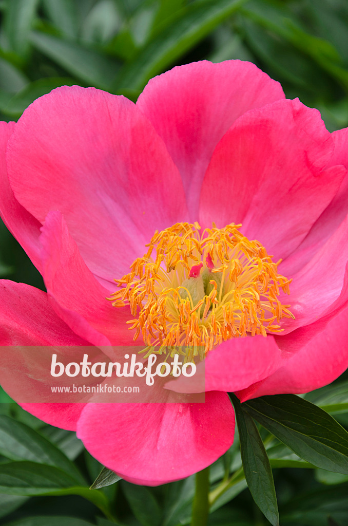 496371 - Pfingstrose (Paeonia lactiflora 'Flame')