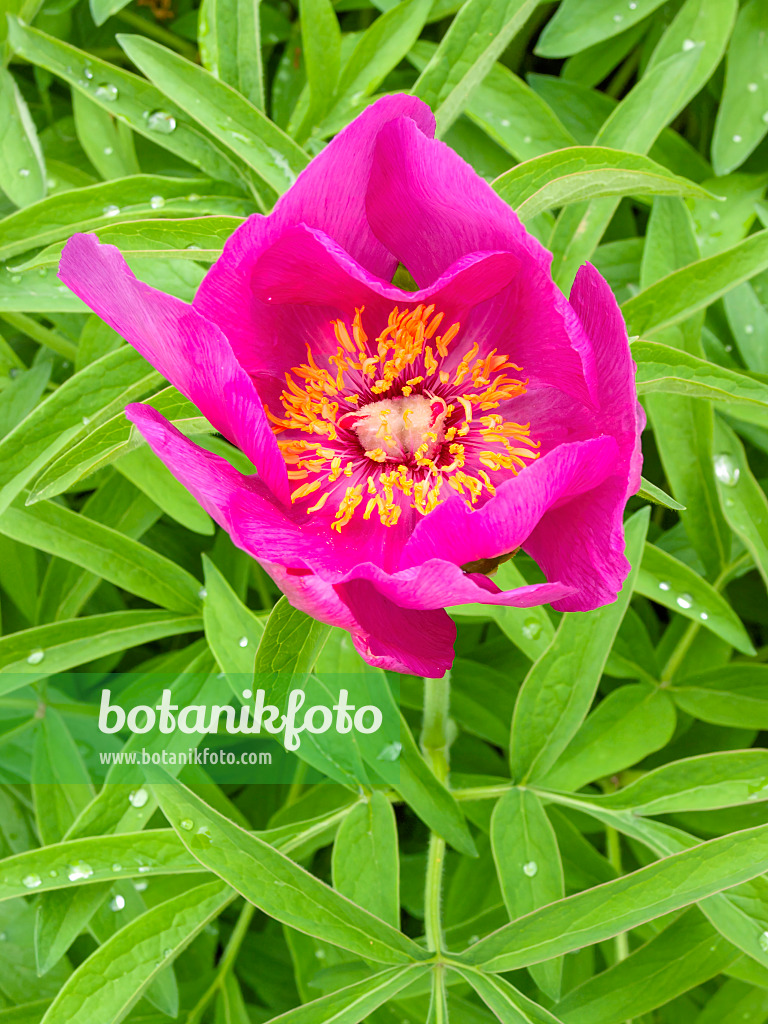 401157 - Pfingstrose (Paeonia peregrina)