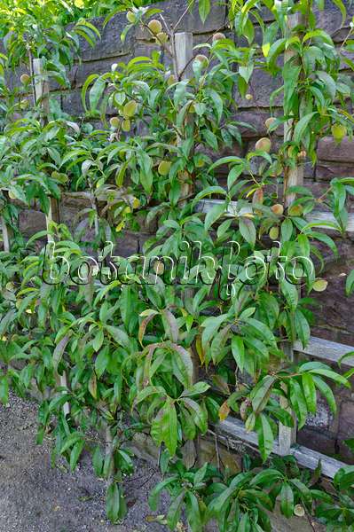473285 - Pfirsich (Prunus persica)