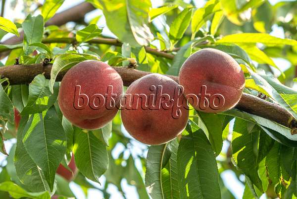 625328 - Pfirsich (Prunus persica 'Benedicte')