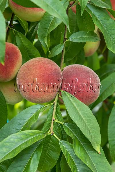 651450 - Pfirsich (Prunus persica 'Benedicte')