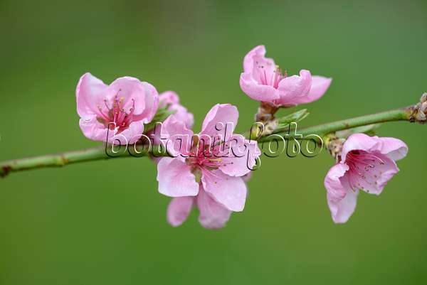 575248 - Pfirsich (Prunus persica 'Bero')