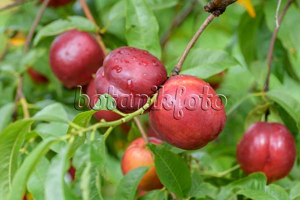 575251 - Pfirsich (Prunus persica 'Big Bang')