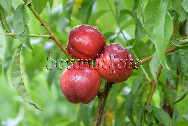 575252 - Pfirsich (Prunus persica 'Big Bang')