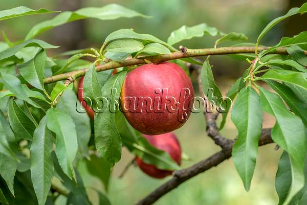 575253 - Pfirsich (Prunus persica 'Big Top')