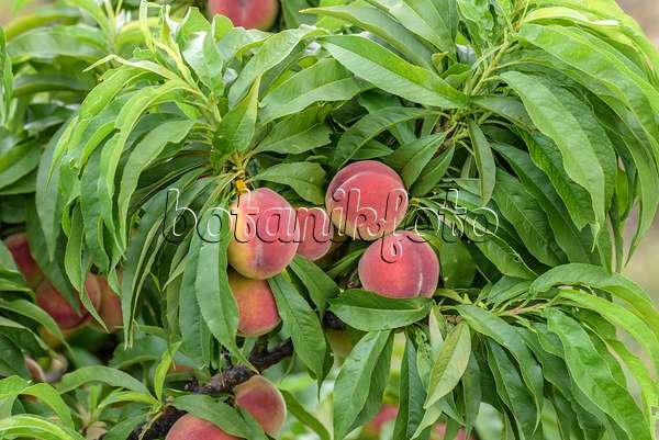 575254 - Pfirsich (Prunus persica 'Bonanza')