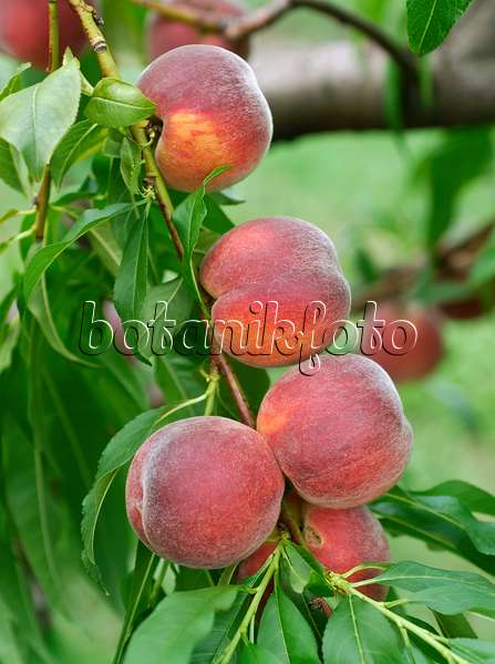 454058 - Pfirsich (Prunus persica 'Cardinal')