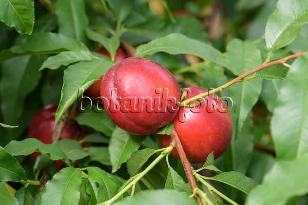 575258 - Pfirsich (Prunus persica 'Early Devil')