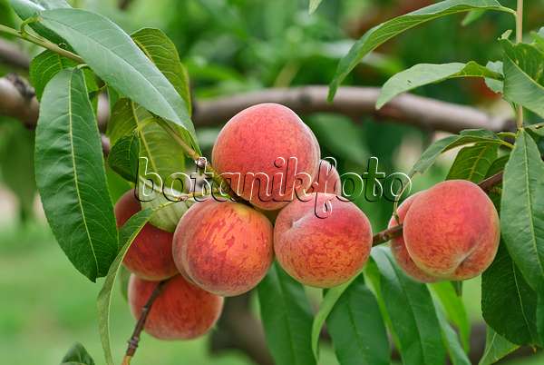 517352 - Pfirsich (Prunus persica 'Pilot')