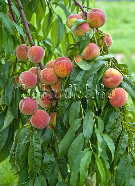 517353 - Pfirsich (Prunus persica 'Pilot')