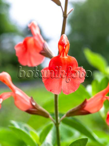 426155 - Pfirsichsalbei (Salvia greggii)